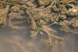 Hydrilla verticillata aquatic plant growing underwater with vibrant green whorled leaves naturally.