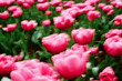 © Irina Bo/Stocksy - Pink tulips sway in a spring garden scene