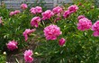 © Irina - Pink peonies bloom vibrantly in a lush garden, showcasing their full petals against green foliage. The scene captures the beauty of nature with a vivid display of color and serenity