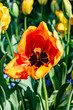 © Cynthia - Vibrant parrot tulip blossom in spring garden detailed close-up of red and yellow petals with green foliage flower nature floral beauty