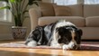 © Big - Cute border collie dog sleeping peacefully on a rug in a cozy living room