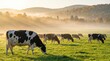 © At Noon - Beautiful rural landscape with cattle eating fresh grass in foggy meadow under warm morning sunbeams.