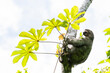 © ADDICTIVE STOCK - Brown-throated three-toed sloth climbing tropical tree