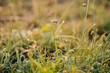 © ADDICTIVE STOCK - Dewy grass meadow at sunrise on a summer morning
