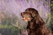 © Yurii_gold - Senior Chocolate Labrador Retriever Profile with Lavender, Copy Space