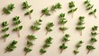 © Chandlerlikes - Fresh thyme sprigs with tiny aromatic leaves, clean neutral background, cooking herb photography