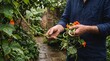 © starush - Hands gather edible flowers beside coiled vegetables
