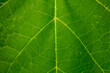 © Yurkas - Macro closeup of vibrant green leaf texture with detailed veins and patterns
