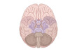 © Nesa - Ilustración anatómica detallada de la vista inferior del cerebro humano que muestra el cerebelo, el tronco encefálico y las estructuras internas resaltadas en colores sobre un fondo blanco limpio.