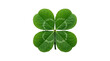 © Creative_Art - Macro Studio Shot Of A Fresh Green Four Leaf Clover Isolated On A Transparent Alpha Background