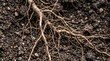 © mdnazirhossain - Thin tree roots growing on dark soil ground in a forest
