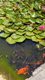 Colorful koi carp fish swimming in pond under pink water lilies and green lotus leaves