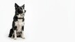 © TriAndi - Studio portrait of an attentive black and white border collie dog sitting down against a bright white background with ample copy space area for creative design and marketing layouts