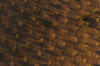 © Travel 'n' Lifestyle - View of an olive grove with rows of trees casting long shadows on the dry, arid soil in Marrakesh, Marrakesh-Safi, Morocco.