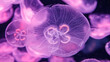 © Minakryn Ruslan  - Group of glowing purple moon jellyfish swimming underwater in dark aquarium