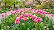 © Alessandro - Vibrant Spring Floral Display Featuring Pink Tulips In Full Bloom Soft Botanical Arrangement Soft Focus Detail floral arrangement flower display pink tulip bloom vibrant spring botanical garden