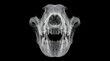 © Iconic Blue - X-ray image of a carnivorous animal skull facing forward on a solid black background showing detailed skeletal structure