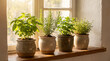 © Aleksandrs Kosarevs - Fresh aromatic herbs in ceramic pots growing on a rustic wooden windowsill in morning sunlight, homegrown kitchen garden concept with basil, rosemary, mint, and thyme.