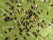 © Amazing Aerial - Aerial view of a large herd of cows grazing on a vibrant green pasture in Yurecuaro, Michoacan, Mexico.