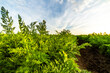 © oticki - Rows of vibrant carrot plants thriving under a vast sky, representing organic farming, healthy food production, and sustainable agriculture