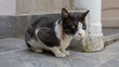 © Serge - a cat with a neck wound