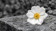© Md Nurullah  - A striking selective color photograph features a delicate white flower with a vibrant bright yellow center beautifully contrasted against a muted grayscale
