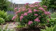 © shizoka - A gorgeous spiraea bush  gorgeous spiraea bush bloom flowering plant nature outdoor garden greenery spring summer floral white blossoms branches leaves natural botanical