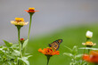 © Cynthia - Abstract texture background view of a monarch butterfly (danaus plexippus) feeding on an orange zinnia flower in a pollinator garden