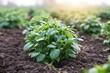 © Studio Nova - The Potato Plants Growing Lush in Rich Soil Under Gentle Morning Light