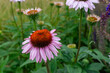 © Volha - Mature Echinacea purpurea flower displays drooping pink petals and a dense orange spiny central cone among green foliage. Commercial botanical close-up for perennial gardening, medicinal plant, pollin