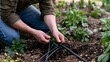 © Bussakon - A person installing drip irrigation tubing in a garden bed with young green plants growing in the soil