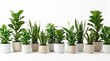 © Nobleart - Collection of various green indoor plants in white pots on white background
