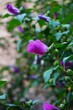 © Adam - Kwitnący hibiskus ogrodowy o dekoracyjnych kwiatach i zdrowych, zielonych liściach. Ozdobny krzew stanowi piękny element letniego ogrodu.