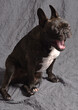 © Marie - Bouledogue français bringé baillant