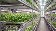 © anamulsh - Rows of green plants grown indoors under artificial lights on shelves.