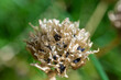 © Sofia Alves - Close up of a chives dried seed head
