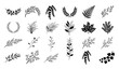 © Md - Black and white botanical leafy branch ornaments elegant vector illustration set