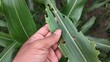 © ENDRY - Damaged corn leaf in hand.