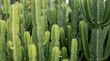 © Yellow Blossom - Detailed closeup of euphorbia ingens cactus plants in a dense cluster.