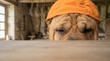 © Chaiwit - Spooky adorable pet in Halloween costume hiding behind table with sleepy expression