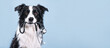 © Irina - Border Collie dog holds a stethoscope in its mouth on a blue background with copy space, concept of veterinary care, pet health, diagnosis and animal medicine.