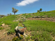© Hawraman83 - Charming rustic trough rests among stones on a lush green hillside, graceful trees dotting the slope beneath a bright spring sky with drifting clouds.📍Daga Shekhan, Marivan, Kurdistan
