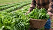 © Generative AI - Farmer carrying basket full of fresh green vegetables