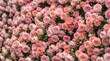 © DelowarHossen - A beautiful lush background of many blooming pink roses growing in a garden during the spring season