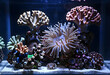 © Pixel-Shot - Marine conservation and ocean biodiversity, healthy coral reef ecosystem with sea anemone and colorful polyps in a saltwater aquarium tank environment
