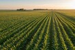 © Elena - Rows of tall maize plants stretching diagonally across a vast green crop field under warm sunset light casting long shadows between rows with distant tree line silhouetted beneath glowing sky in late