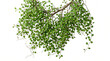 © Idea Lab - Highly detailed botanical branch with thin cascading stems and many tiny rounded green leaves hanging downward, naturally tangled elegant structure, realistic leaf veins and fine twigs