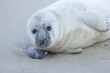 © Kevin Sawford/imageBROKER - Atlantic grey seal (Halichoerus grypus) juvenile baby pup animal resting on a beach in winter, England, United Kingdom