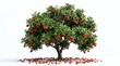 © akridiy - Rambutan tree with ripe red fruit on white background