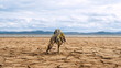 © Vyatcheslav - Wilted plant on dry cracked earth due to drought. Environmental concept of climate change and water scarcity. Parched soil under a cloudy sky